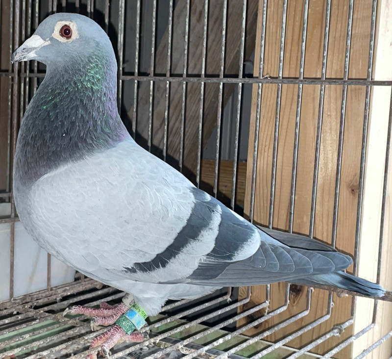 レース鳩モールオークション - 出品鳩♂42番「20BB09703 B