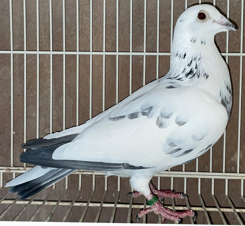 レース鳩モールオークション - 出品鳩♂32番「20HA13717 M