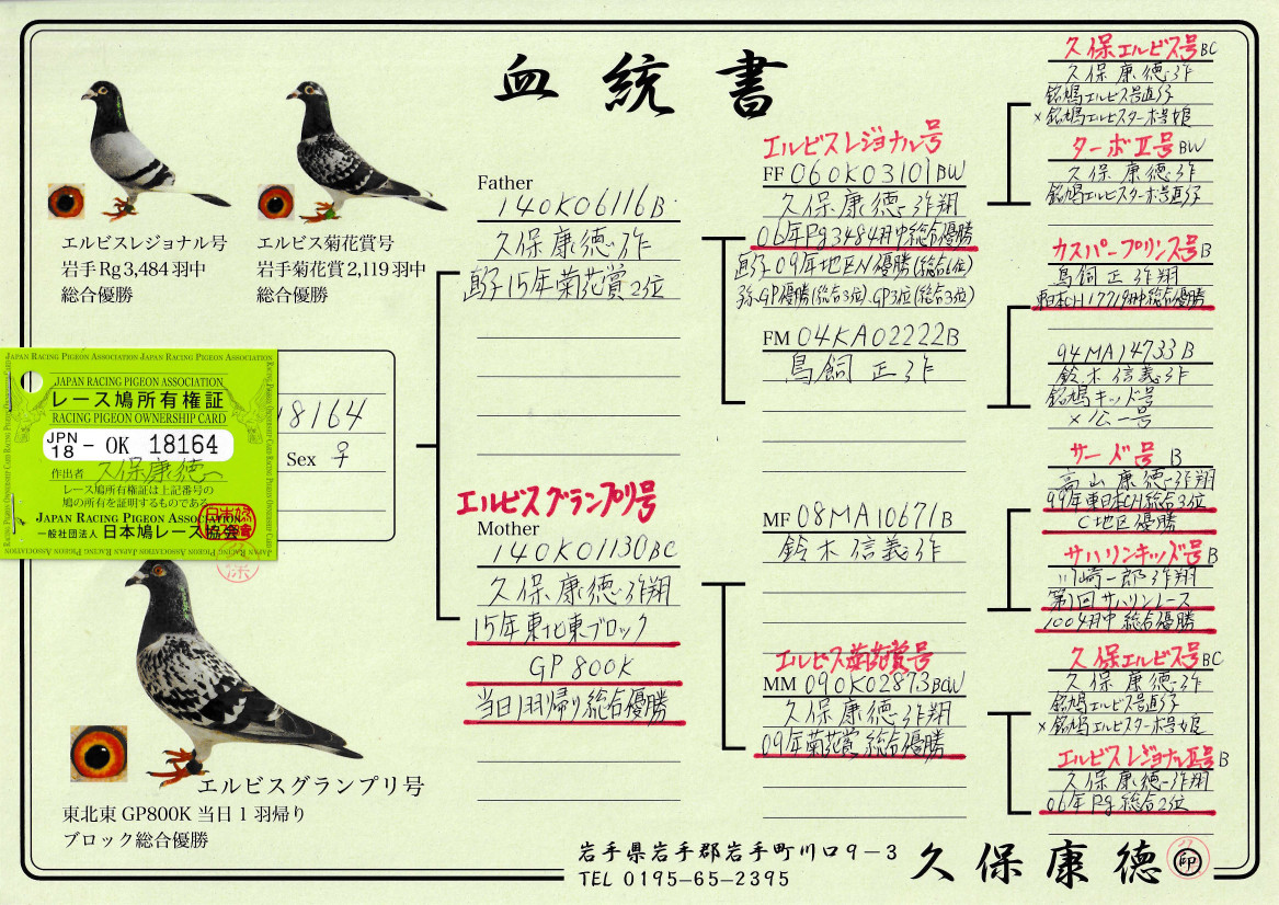 レース鳩モールオークション - 出品鳩「18OK18164 BC