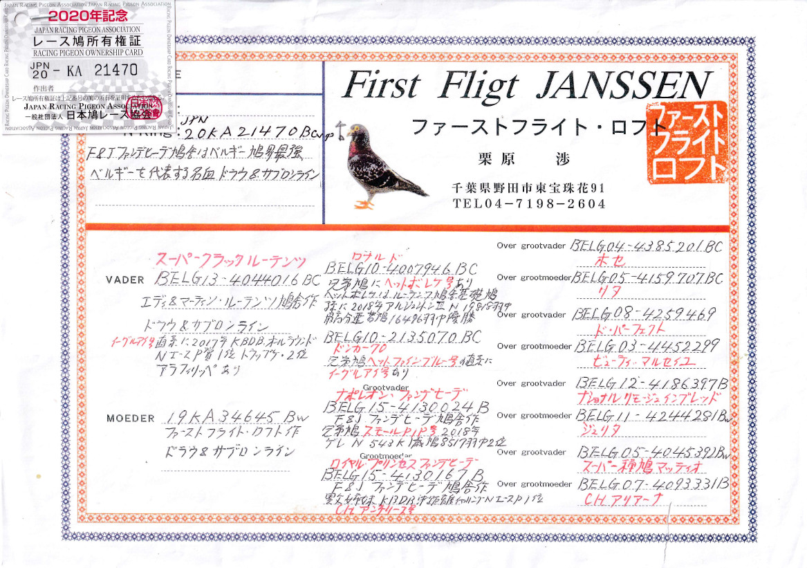 レース鳩モールオークション - 出品鳩♂51番