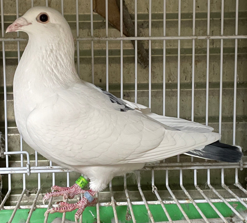 レース鳩モールオークション - 出品鳩♀76番「23DA12820 M