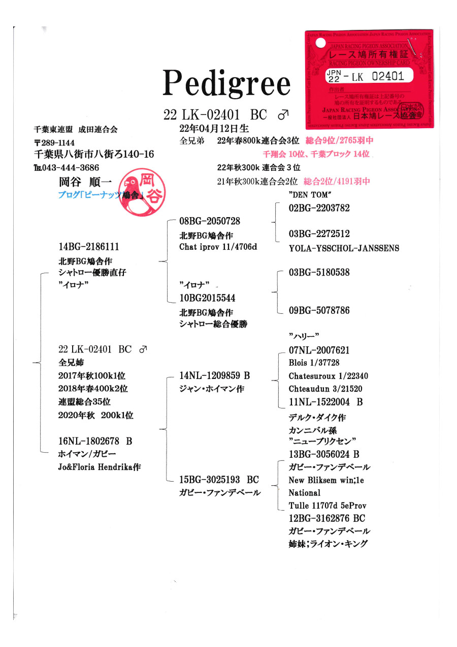レース鳩モールオークション - 出品鳩「22LK02401 BC レース鳩モールオークション - 出品鳩「22LK02401 BC