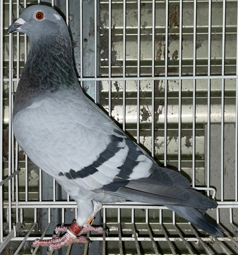 レース鳩モールオークション - 出品鳩リスト外「22DA01211
