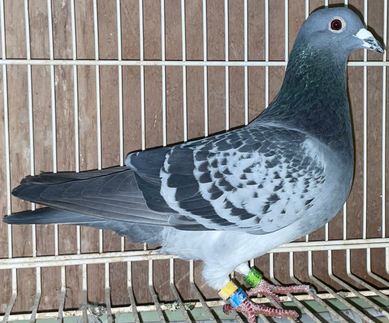 白鷲 しろ しろ adidas ZX 9020 W - White Glow Mint - HQ8739 | OUTBACK Sylt