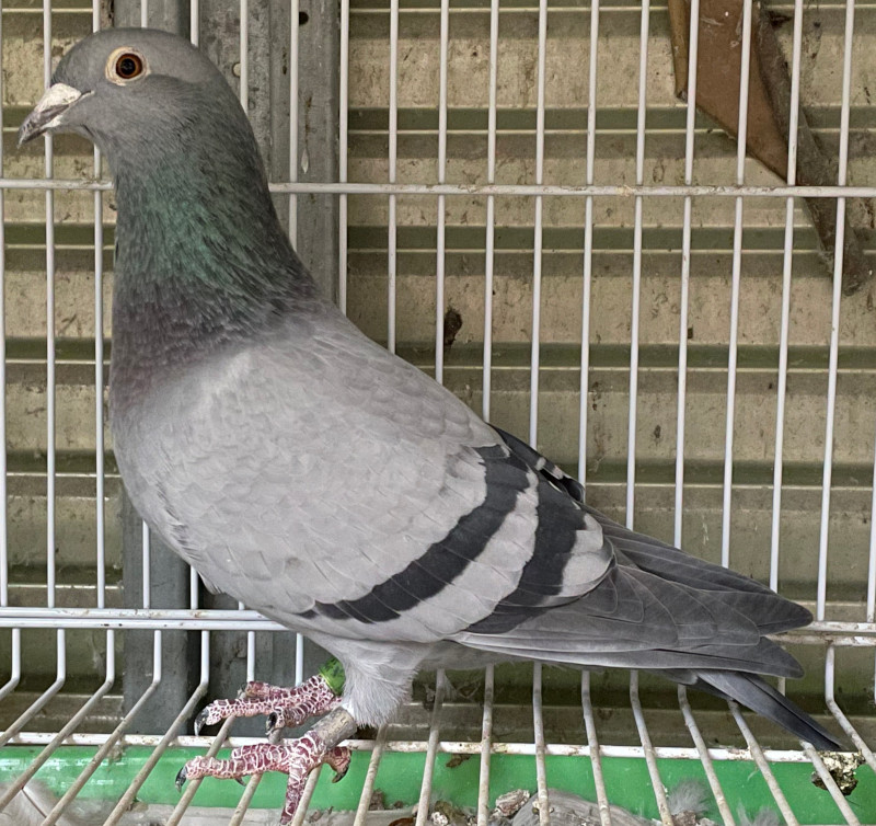 レース鳩モールオークション - 出品鳩♀30番