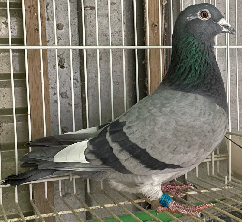 【03鳩ページ②】 Rear Engine Splash Shield For 2004-2009 Mazda 3 2006-2010 5 | eBay