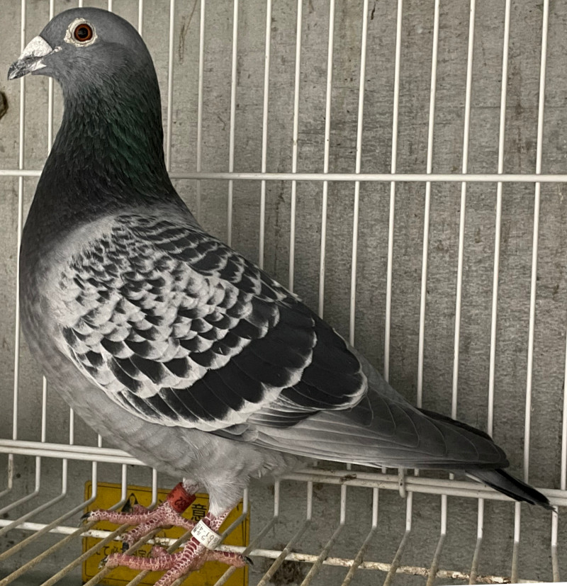 レース鳩モールオークション - 出品鳩「22HB06882 BC