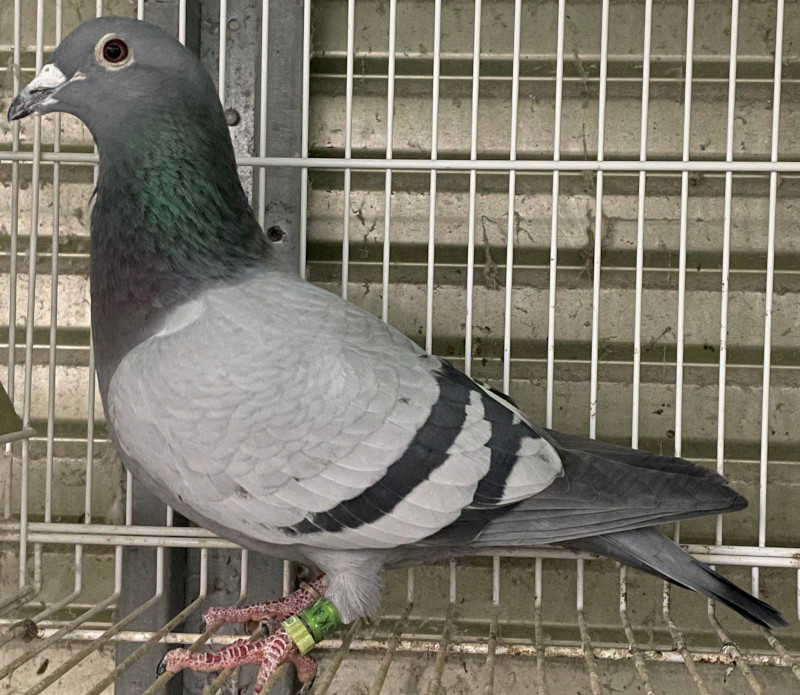 レース鳩モールオークション - 出品鳩「18KA31533 B♀」新井