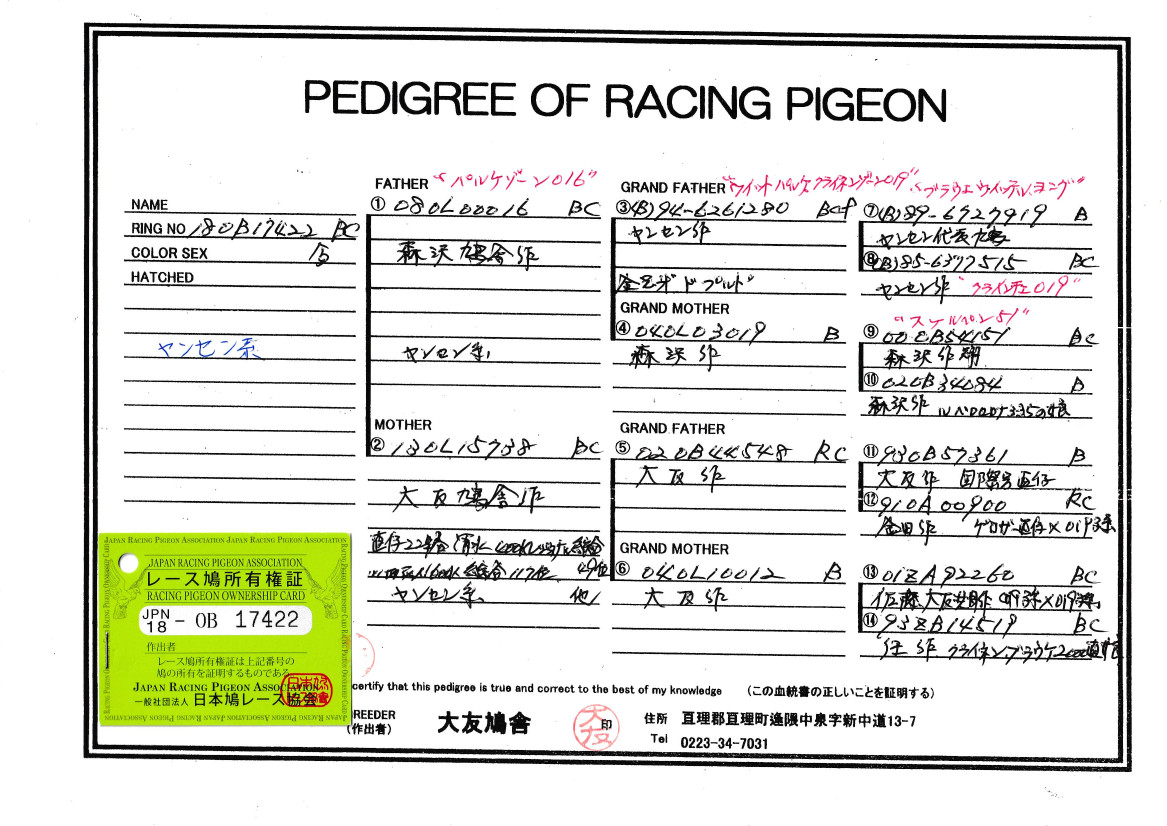 03鳩ページ 日本 レヂボン ( NCA ) 耐水研磨紙 C957H C180 228×280 お得な大