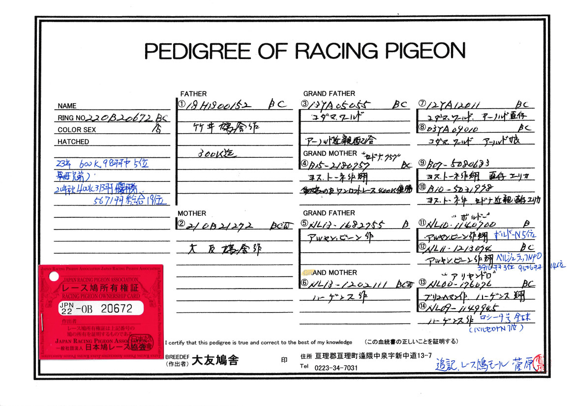 レース鳩モールオークション - 出品鳩♂37番