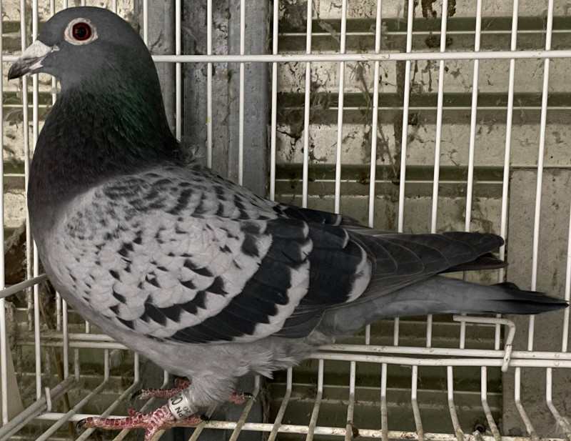 レース鳩 1968-1987 9冊セット Yahoo!オークション -「)鳩」(ペット、動物) (趣味、スポーツ