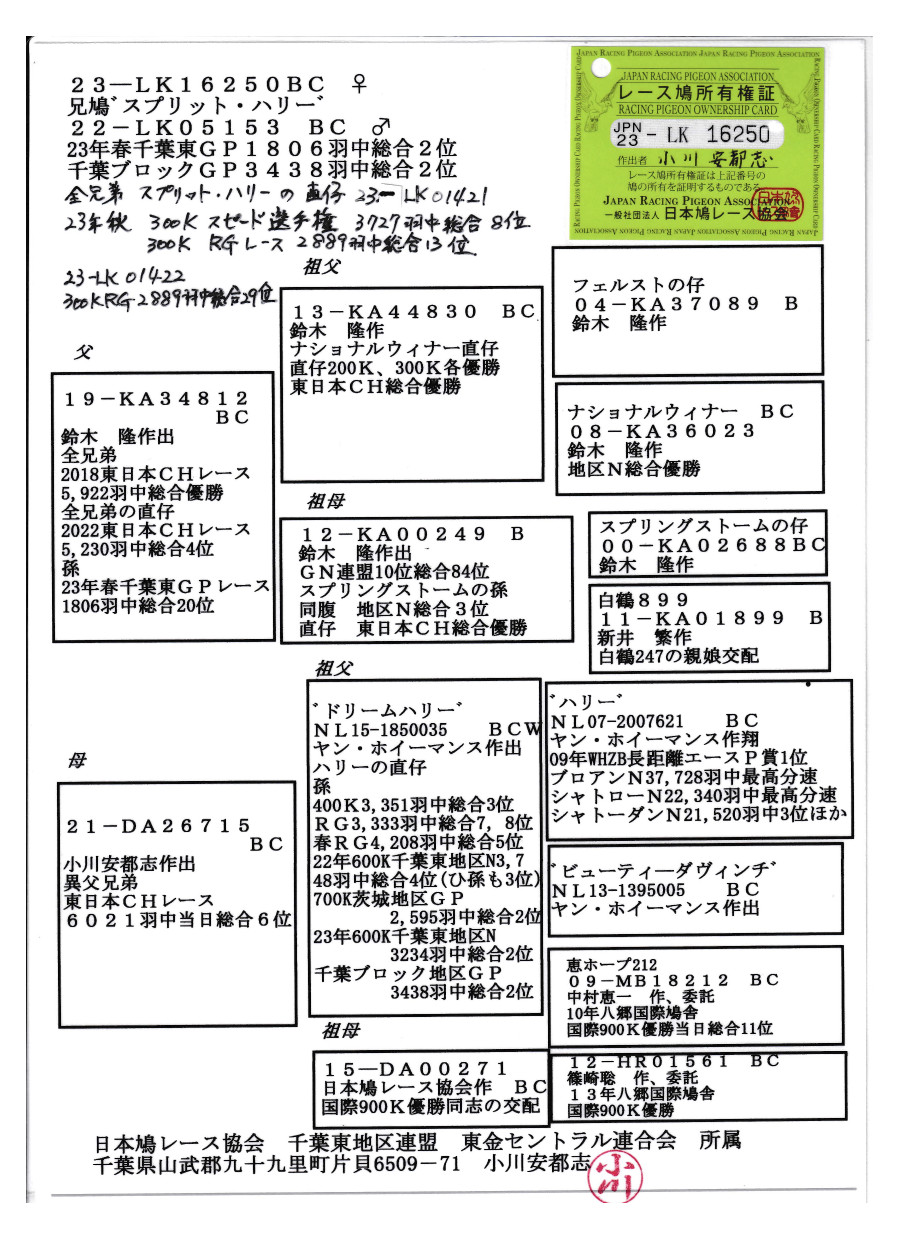 レース鳩モールオークション - 出品鳩「23LK16250 BC