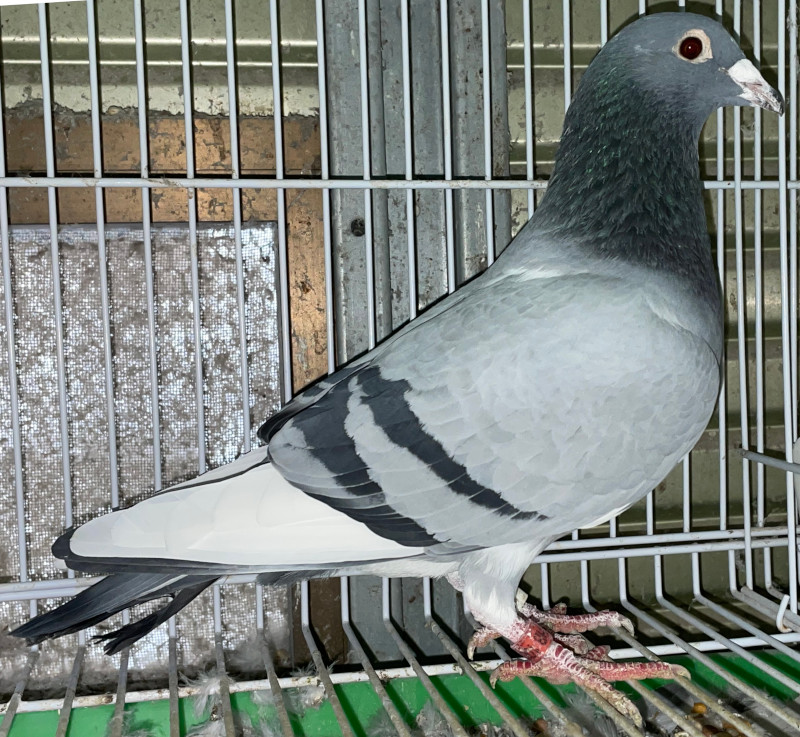 鳩舎 木製スノコ 2枚組 苗木 倉庫 盆栽 小屋 簀子 グレーチング 愛鳩の友. 鳩舎 木製スノコ 2枚組 苗木 倉庫 盆栽 小屋 簀子 グレーチング