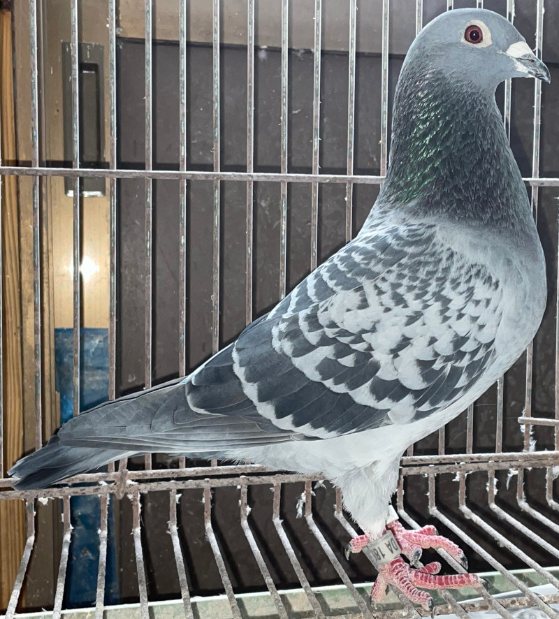 レース鳩モールオークション - 即決・出品鳩「20DA18541 BC