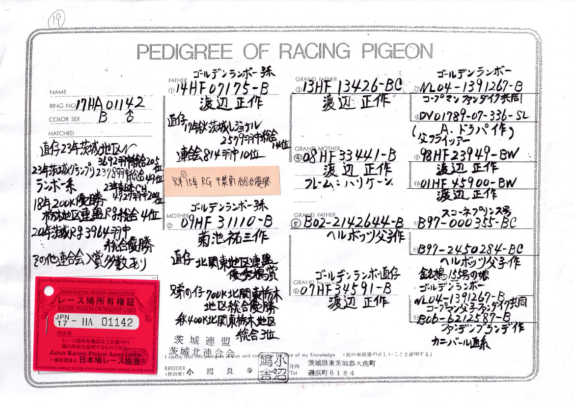 レース鳩モールオークション - 出品鳩 ♂2番