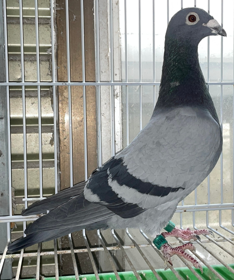 03鳩ページ レース鳩モールオークション - 出品鳩♂8番「18DA25051 B