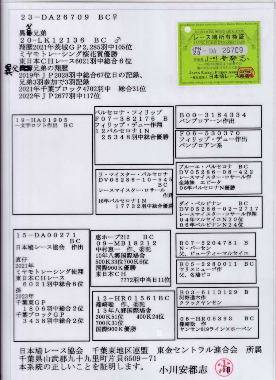 レース鳩モールオークション - 出品鳩「23DA26709 B