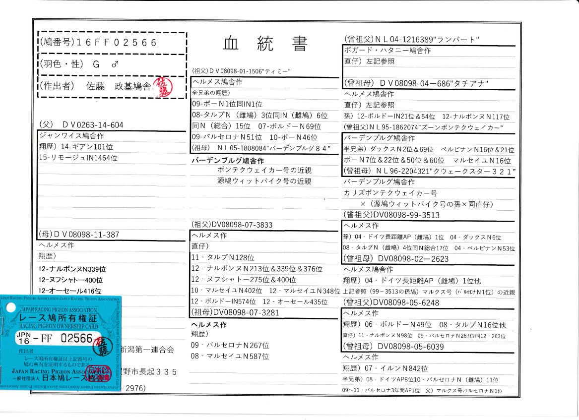 レース鳩モールオークション - 出品鳩 佐藤政基作5番