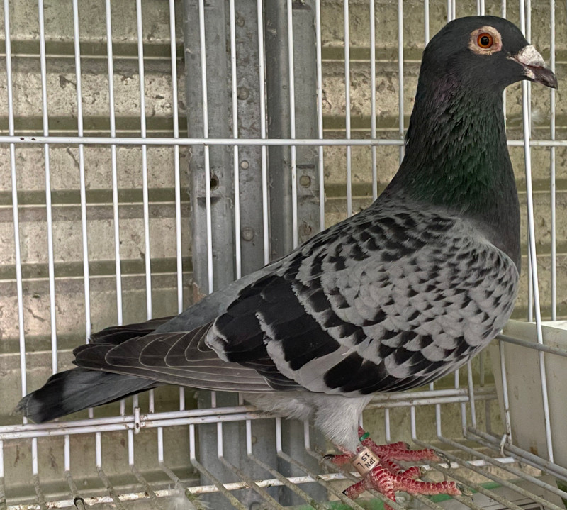 BIRD LAND 第10号 BIRD LAND 第10号 Amazon.co.jp: Birdland 1951: ミュージック