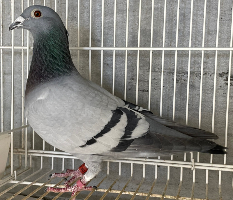 レース鳩｜種鳩紹介｜ヤンセン系・其の他系1｜山形のモアクロフト