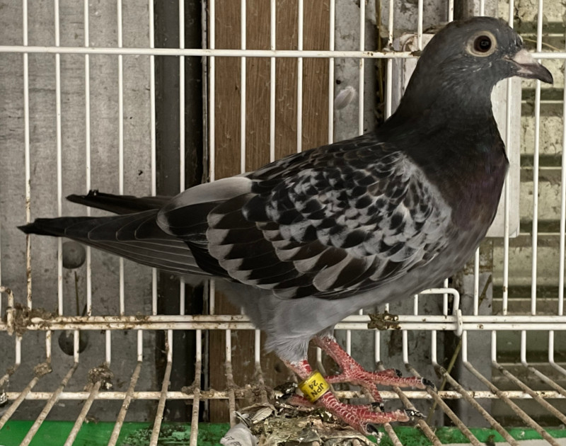 レース鳩モールオークション - 出品鳩「24FF03183 BC」菅原