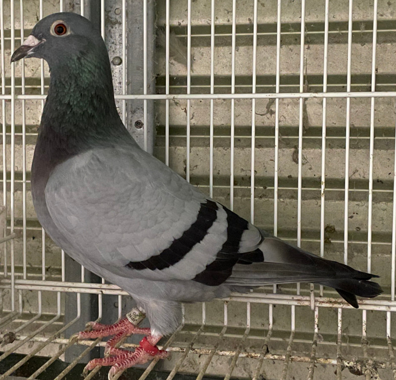 鳩ッション（大） 豊島屋「鳩サブレー」がふんわりクッションに、「鳩ッション