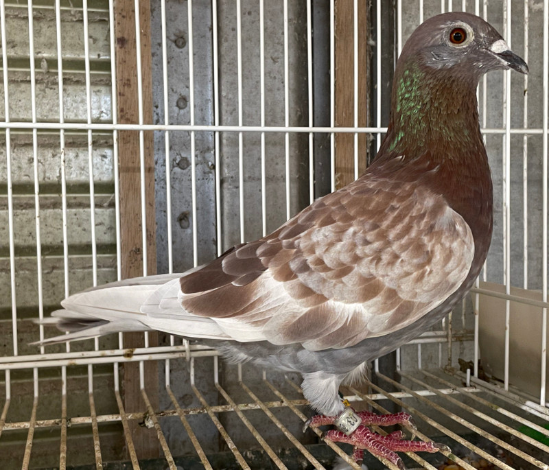 レース鳩モールオークション - 出品鳩♀21番「20PA03789 RC