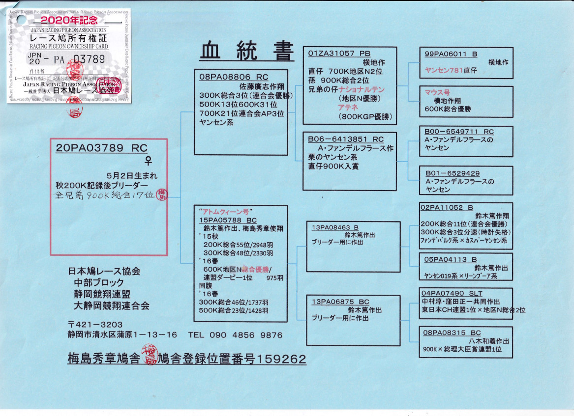 レース鳩モールオークション - 出品鳩♀21番「20PA03789 RC