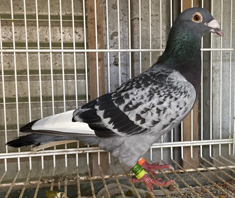 レース鳩モールオークション - 出品鳩 「18MA02723 BCW