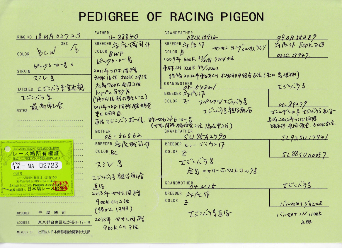 レース鳩モールオークション - 出品鳩 「18MA02723 BCW