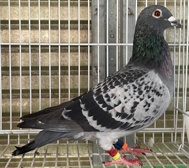 レース鳩モールオークション - 出品鳩「17HK11906 BCP