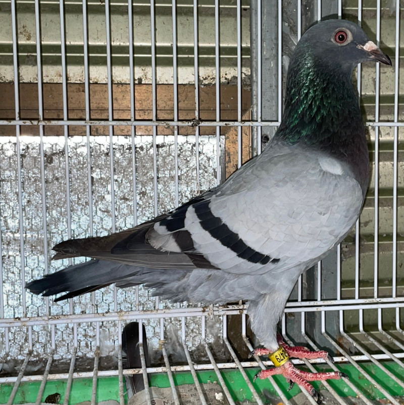 ヘッドサボ　天王寺　鳳　昭和30〜40年代 レース鳩モールオークション - 出品鳩「24MA02479 B♀」守屋