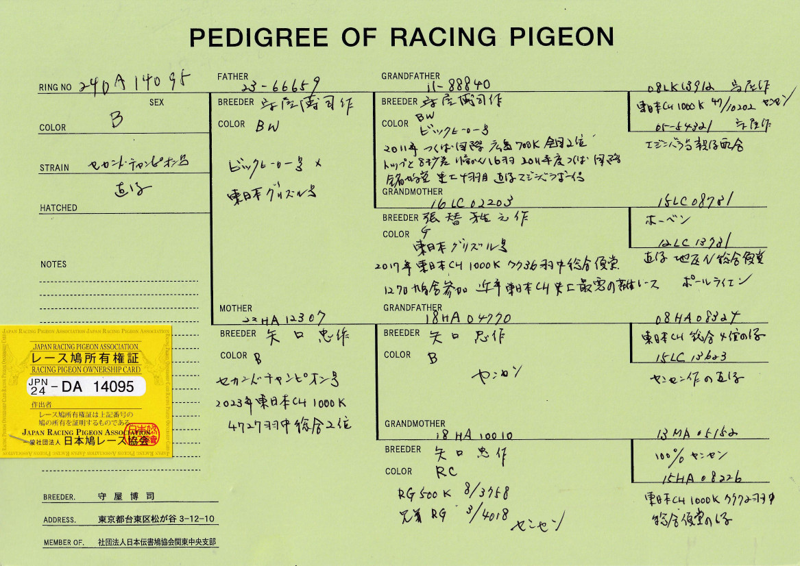 レース鳩モールオークション - 出品鳩「24DA14095 B」守屋