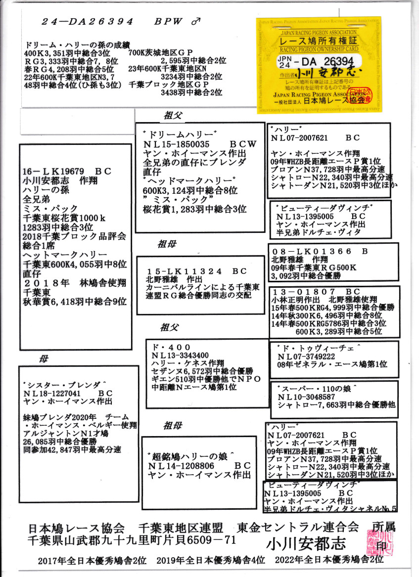 レース鳩モールオークション - 出品鳩「24DA26394 BPW」小川