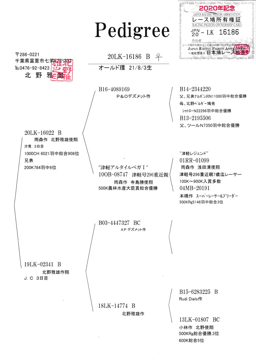 レース鳩モールオークション - 出品鳩21年生「20LK16186 B