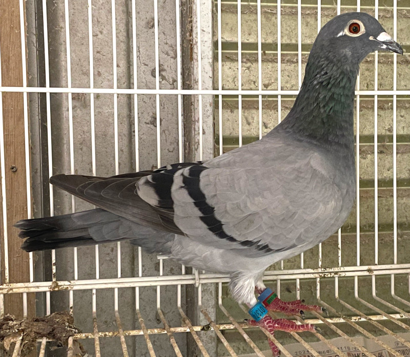 Julverne / Coulonneux 伝書鳩飼育家 Julverne / Coulonneux 伝書鳩飼育家 Julverne / Coulonneux