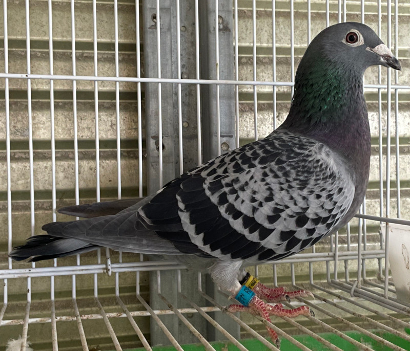 レース鳩モールオークション - 出品鳩「21RB01476 BC