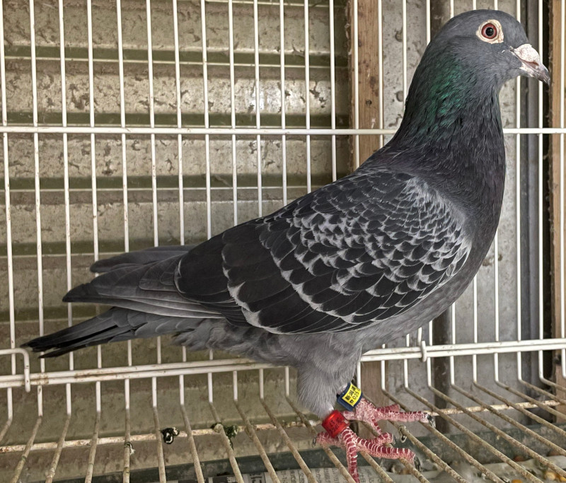レース鳩モールオークション - 出品鳩♂6番「17FF07072 BC