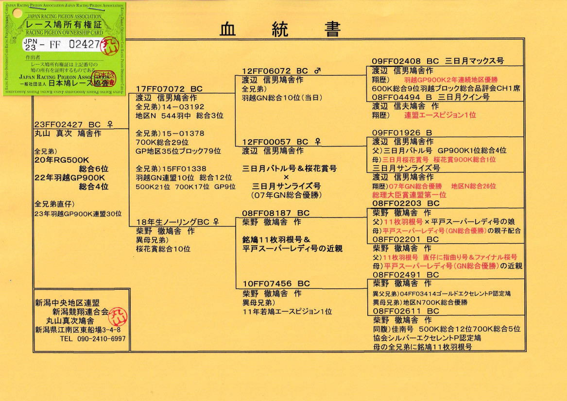 レース鳩モールオークション - 出品鳩♀28番