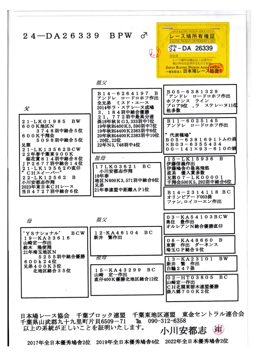 レース鳩モールオークション - 出品鳩「24DA26339 BPW レース鳩モールオークション - 出品鳩「24DA26339 BPW