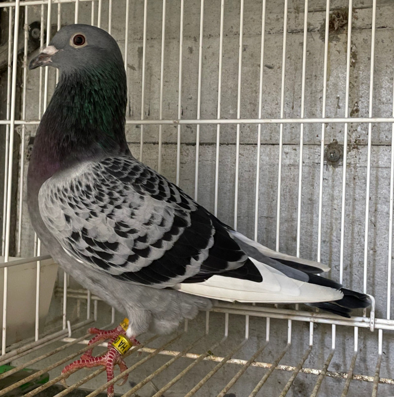 鉄の鳩 レース鳩モールオークション - 出品鳩「24HA09126 BCW