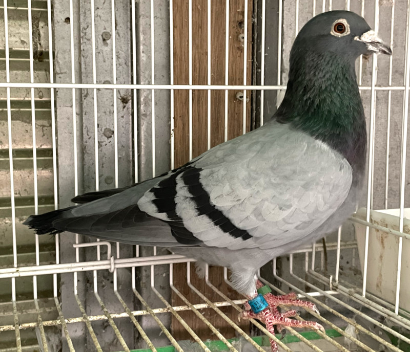 レース鳩モールオークション - 即決・出品鳩「16ET02781 B