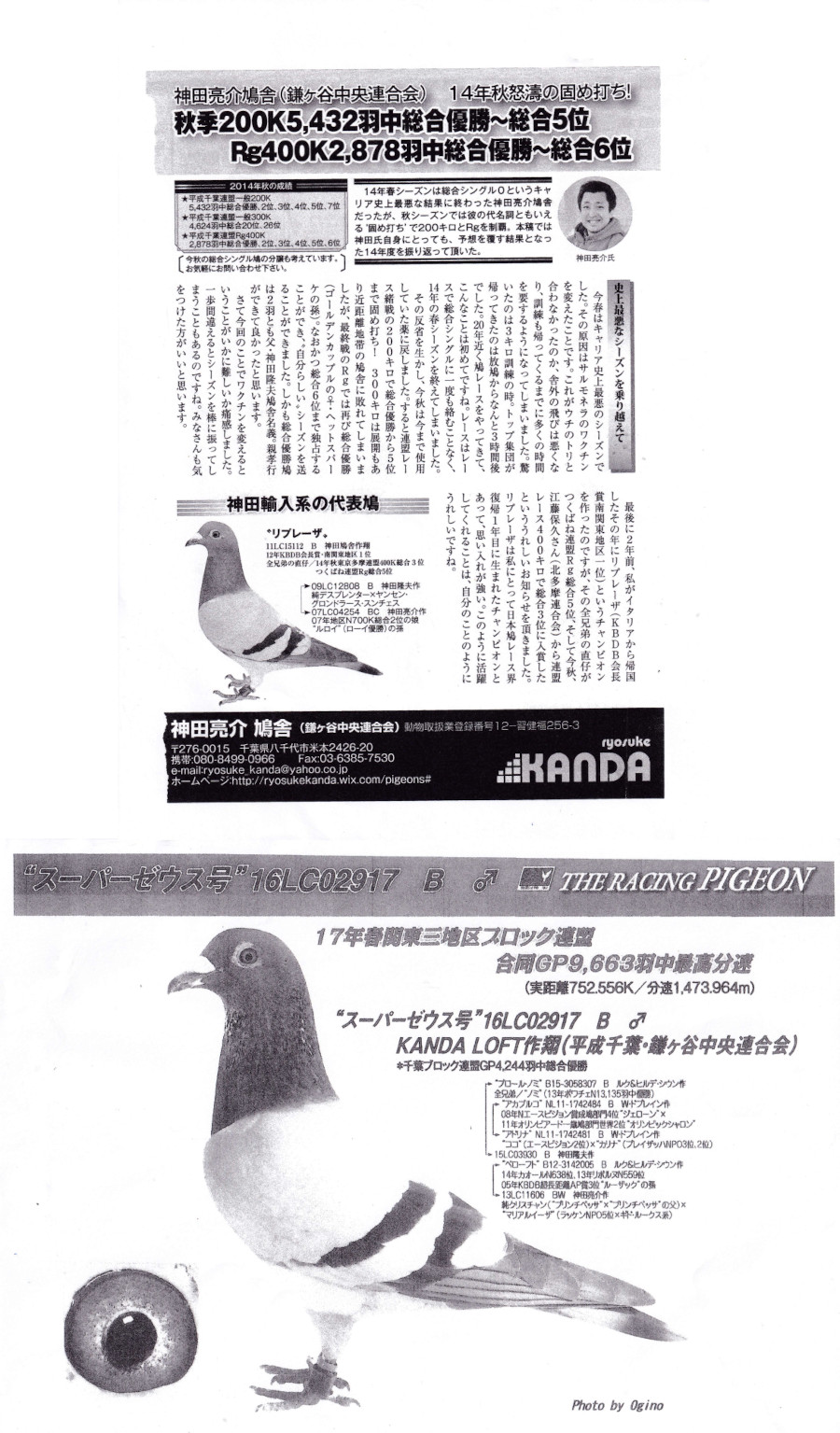 レース鳩モールオークション - 出品鳩「22LC00091 BC