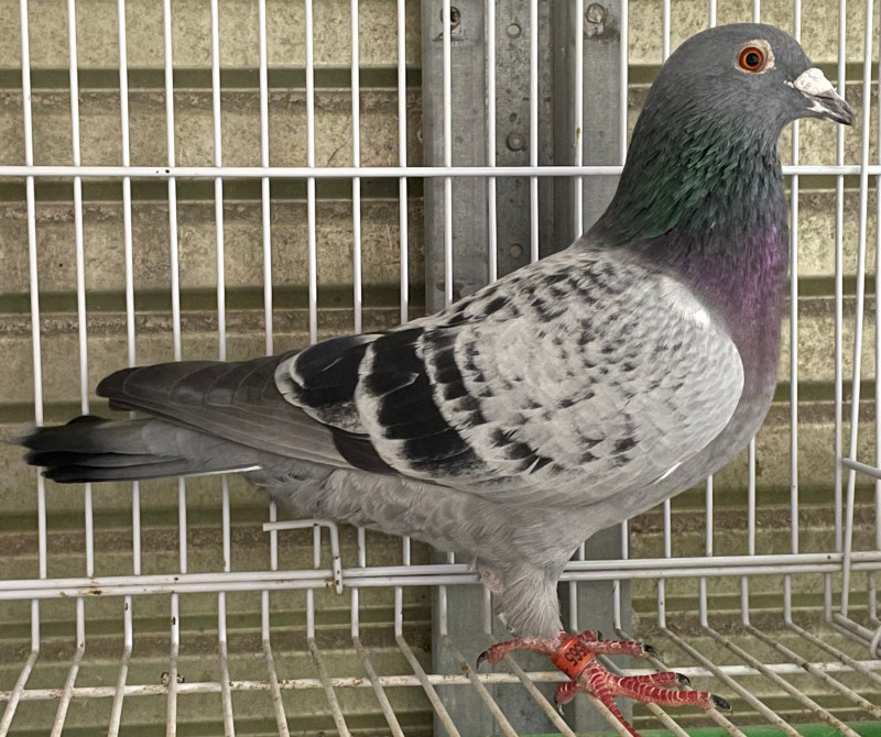 鳥 様 ご購入予定品 Amazon.co.jp: adzu 鳥小屋 巣箱 鳥籠 アクリル 鳥かご