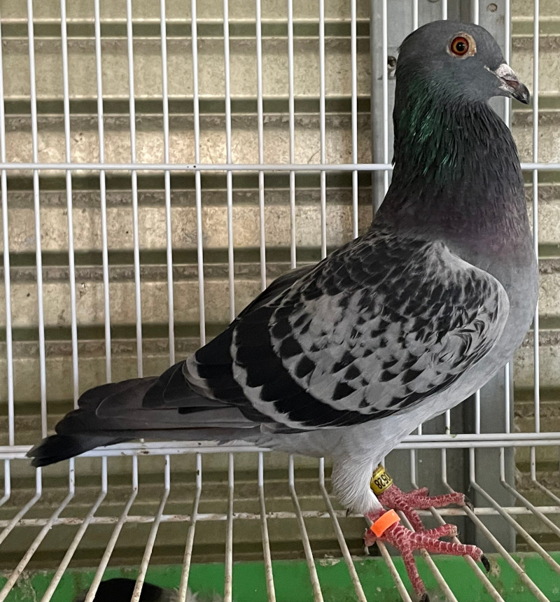レース鳩モールオークション - 出品鳩「24HB00528 BC」野村