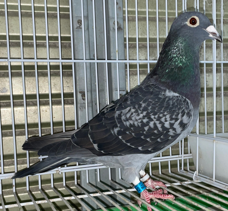 鉄の鳩 レース鳩モールオークション - 出品鳩「21DA04058 BC