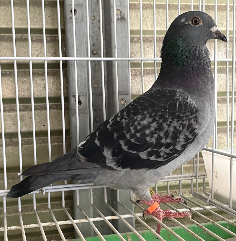 レース鳩モールオークション - 出品鳩「24HB00559 BC」野村