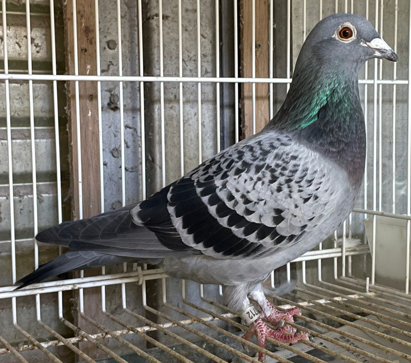 鳩◎ レース鳩｜種鳩紹介｜エジンバラ系・モイレマン系｜山形の