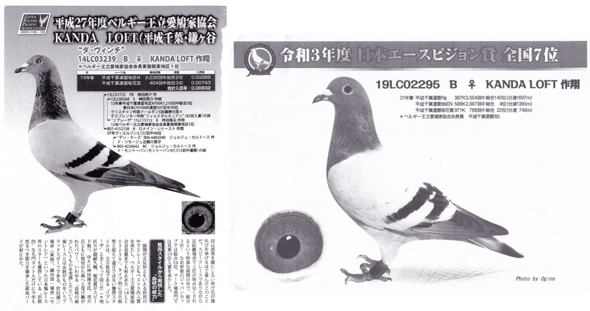レース鳩モールオークション - 出品鳩「22LC03664 B
