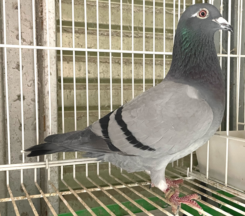 レース鳩モールオークション - 出品鳩「22LK15736 B♀」北野